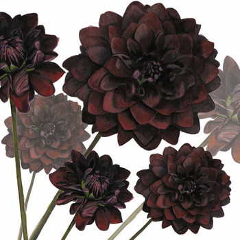 Valokuvatapetti Arabian Night, 2004