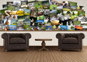 Animals Wallpaper Mural