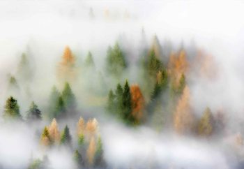 Фототапет Autumn Dream