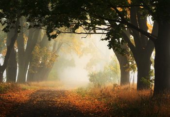 Autumn In Poland Wallpaper Mural