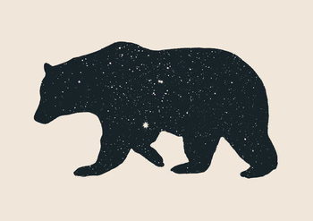 Wall Mural Bear
