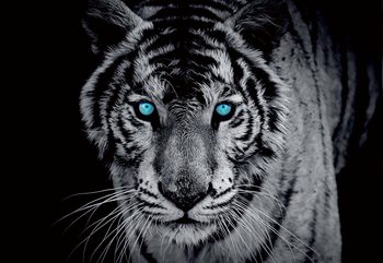 Black And White Tiger Blue Eyes Wallpaper Mural
