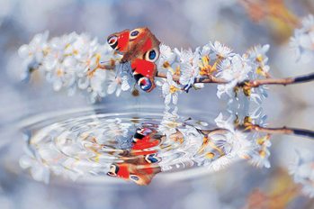 Butterfly Flower Scene Wallpaper Mural