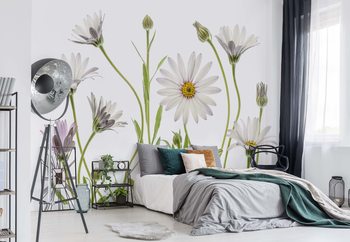 Cape Daisies Wallpaper Mural