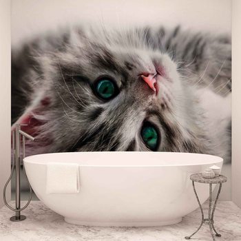 Cat Kitten Wallpaper Mural