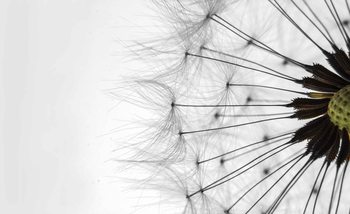 Dandelion Wallpaper Mural