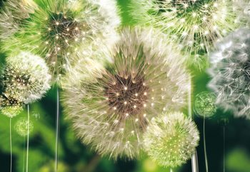Dandelions Wallpaper Mural
