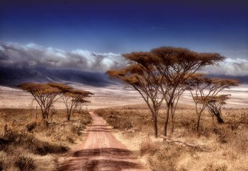 Dry Season Wallpaper Mural