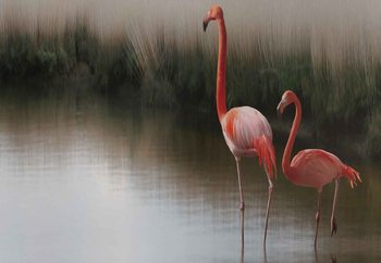 Flamingos On The Lake Wallpaper Mural
