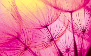 Flower Dandelion Wallpaper Mural