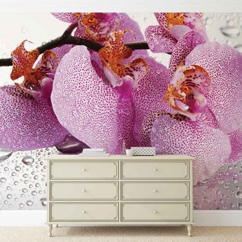 Flowers Orchids Drops Wallpaper Mural