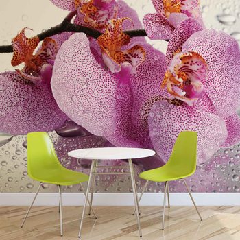 Flowers Orchids Drops Wallpaper Mural