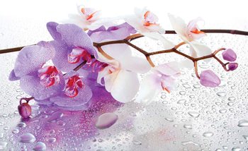 Flowers Orchids Nature Drops Wallpaper Mural