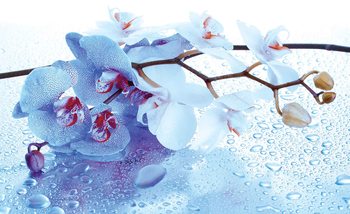 Flowers Orchids Nature Drops Wallpaper Mural