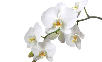 Flowers Orchids Nature White Wallpaper Mural