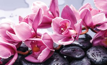Flowers Orchids Stones Zen Wallpaper Mural