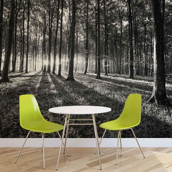 Forest Trees Beam Light Nature Wallpaper Mural