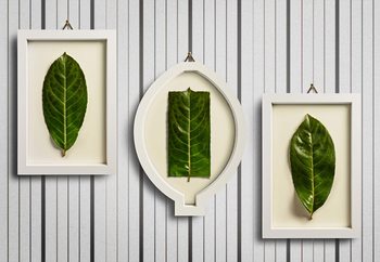 Framed Nature Wallpaper Mural