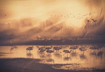 Фототапет Golden Gathering