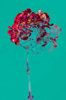 Ταπετσαρία Hydrangea, 2018