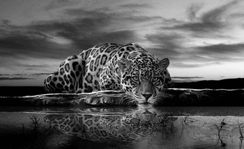 Leopard Feline Reflection Black Wallpaper Mural