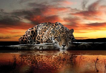 Leopard Wallpaper Mural