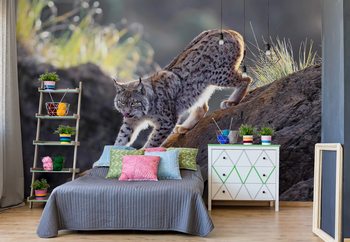 Lynx At Sunset Wallpaper Mural