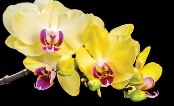 Orchid Flowers Wallpaper Mural