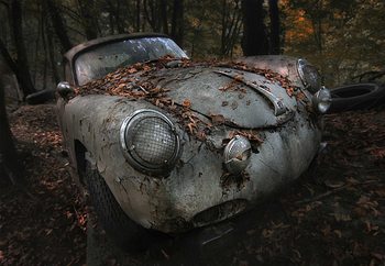 Фототапет Red Forest