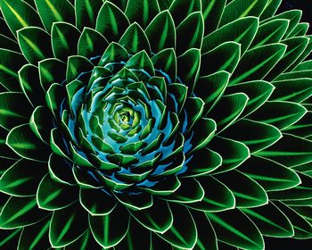 Senecio Nivalis Wallpaper Mural