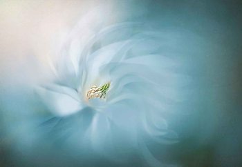 Фототапет Serene