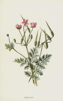 Ταπετσαρία Stork's-Bill