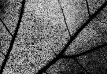 Фототапет Streets