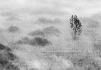 Swamp's Tree Wallpaper Mural