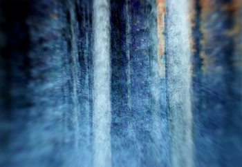 Фототапет The Forest