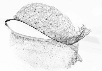 Фототапет The Old Leaf
