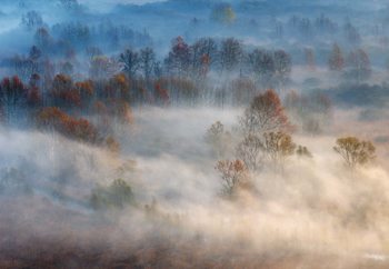 Trees In The Early Morning Fog Wallpaper Mural