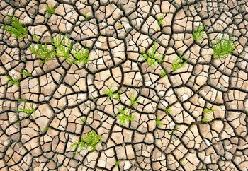 Wadden Sea Structures Wallpaper Mural