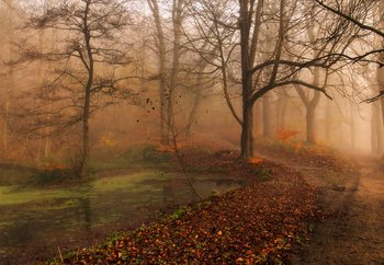 Which Path Wallpaper Mural