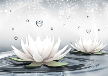 White Lotus Drops Hearts Water Wallpaper Mural