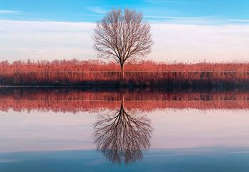 Фототапет Windtree
