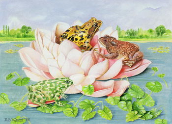 Slika na platnu Water Lily, 1998