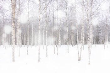 Αυτοκόλλητο White snowflakes falling over birch tree