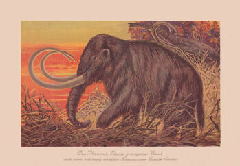 Sticker Woolly mammoth , chromolithograph, published in