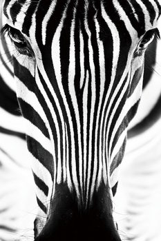 Γυάλινη τέχνη Zebra - Head