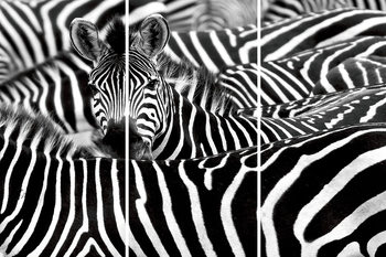 Γυάλινη τέχνη Zebra - Many Zebras