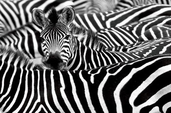 Γυάλινη τέχνη Zebra - Many Zebras