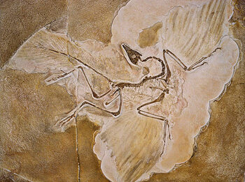 Αφίσα Archaeopteryx Lithographica Fossil