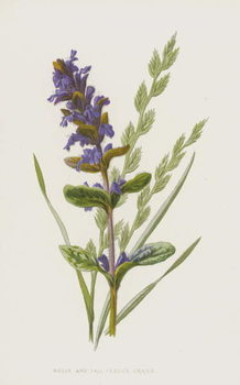 Αφίσα Bugle and Tall Fescue Grass