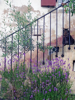 Αφίσα Cat waiting for human